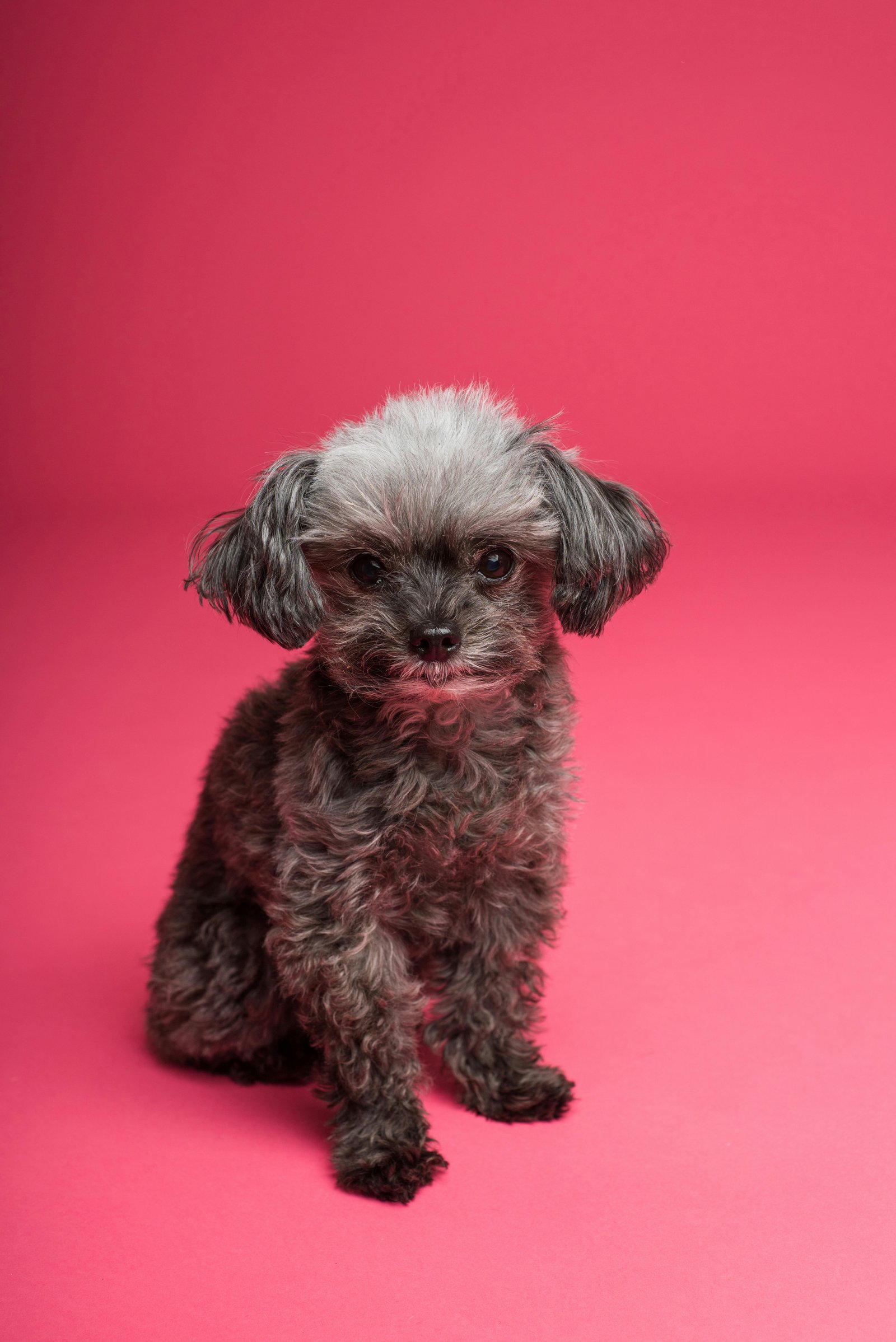 Image of pet