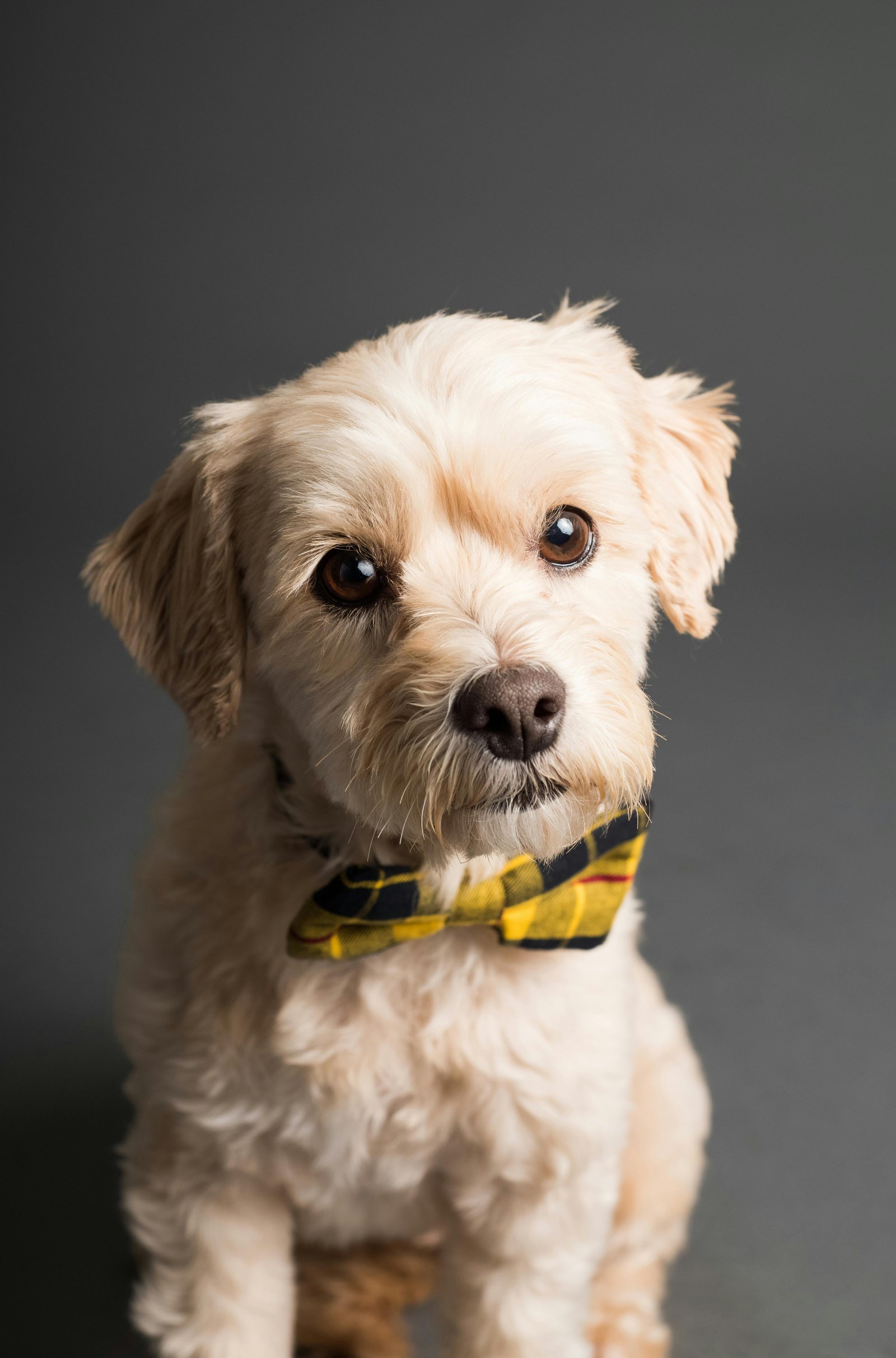 Image of pet